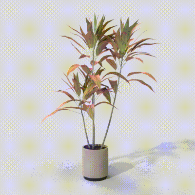 Realistic Dracaena Plant 3D Model – Lifelike Greenery