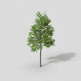 Background Tree 13 -Dynamic