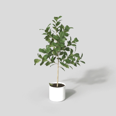 Maceta 006_ dinámica