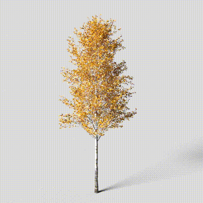 Realistic Birch Tree 3D Model – Autumn Foliage