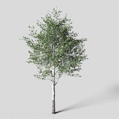 Birch Tree 3D Model – Textured Low-Poly Nature Asset