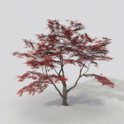Red Maple Tree 3D Model – Low-Poly Realistic Foliage
