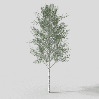 Realistic Birch Tree 3D Model – Low-Poly Foliage