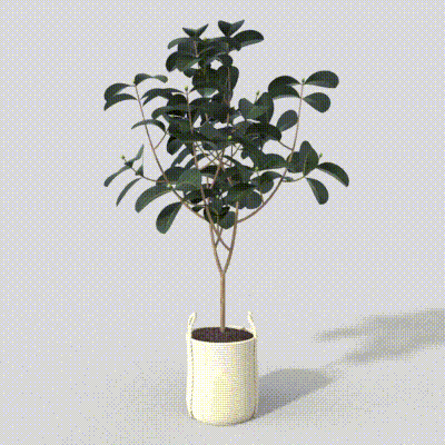Ficus Benjamin 3D Model – Glossy Leaves Indoor Plant