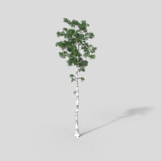 Realistic 3D Birch Tree Model