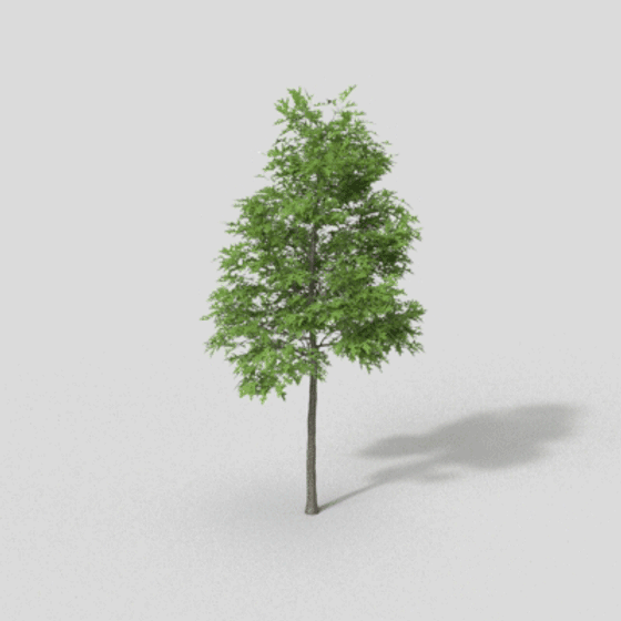 Background Tree 3D Model