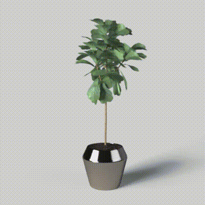 Indoor Ficus Tree 3D Model – Realistic Low-Poly Plant