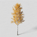 White Birch Tree, Big Spring, Dynamic