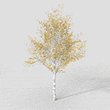 White Birch Tree, Big Spring, Dynamic