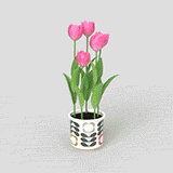 Tulip 02_ Năng động