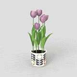 Tulipe 05_ Dynamique