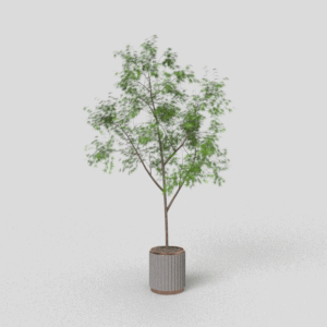 Topfpflanze 009_dynamisch