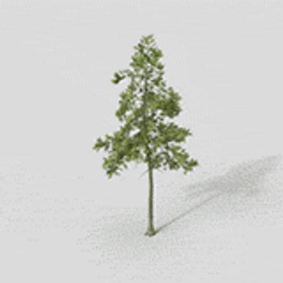 Realistic Low-Poly Pine Tree 3D model