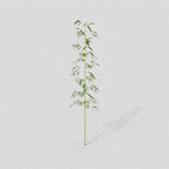 Forest Seedling 3D model