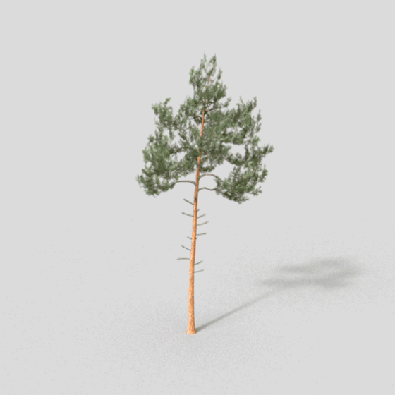 Realistic Pine Tree 3D Model for Creative Projects